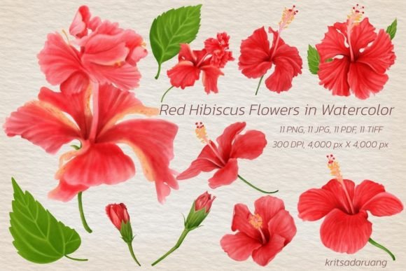Download Watercolor Red Hibiscus Flowers - Watercolor Collection