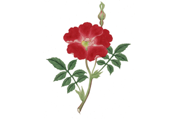 Download Watercolor Flower Design - Watercolor flower design Collection