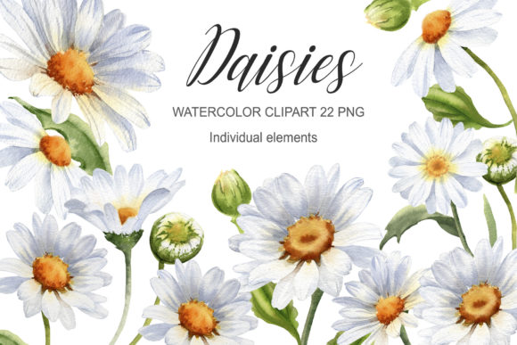 Download Watercolor Daisy Flower Clipart - Watercolor Collection