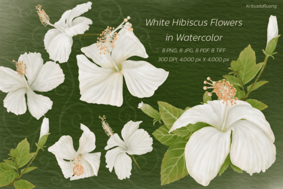 Download White Hibiscus Flowers in Watercolor - Watercolor Collection