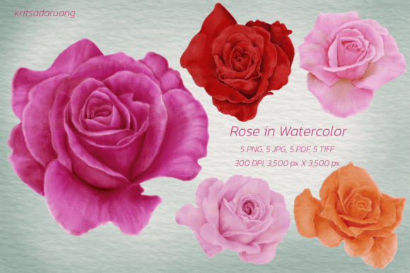 Download Watercolor Roses - Watercolor Collection