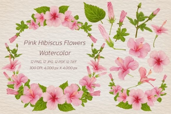 Download Watercolor Pink Hibiscus Flowers - Watercolor Collection
